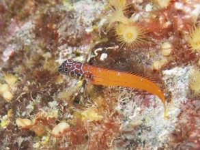 A colourful fish with a bright orange tail, dwarf tip blenny (Tripterygion melanurus), blenny, on a