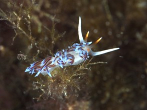 Colourful sea snail with delicate antennae, migratory thread snail (Cratena peregrina), in an