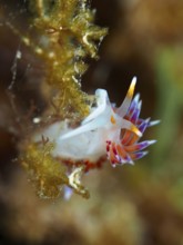 A small nudibranch with pointed, colourful appendages, migratory thread snail (Cratena peregrina),