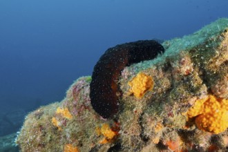 A dark sea cucumber, white-tipped sea cucumber (Holothuria polii), on a colourful underwater reef