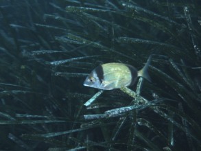 A silver-coloured fish, two-banded seabream (Diplodus vulgaris), swimming in dense seagrass,