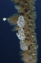 Several sponge-like sea creatures, white sea squirts (Phallusia mammillata) clinging to a rope in