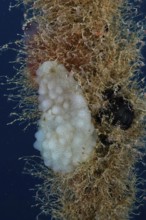 A sponge-like sea creature, white sea squirt (Phallusia mammillata), growing on a rope in the