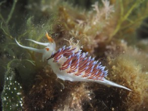 A colourful nudibranch with orange and purple stripes, migratory thread snail (Cratena peregrina),