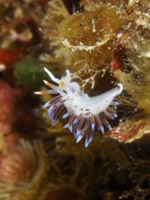 A small nudibranch with blue tips, travelling thread snail (Cratena peregrina), on maritime plants