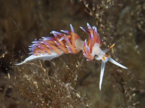 A colourful nudibranch with pointed purple and orange appendages, migratory thread snail (Cratena