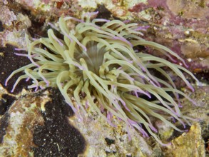 Beige-coloured sea anemone with pink tips, wax rose (Anemonia sulcata), on a rocky reef in the