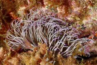 Sea anemone with pink tentacles, wax rose (Anemonia sulcata), in a lively reef in the Mediterranean