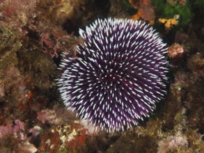 Dark purple sea urchin with spines, Sphaerechinus granularis, in the underwater habitat in the