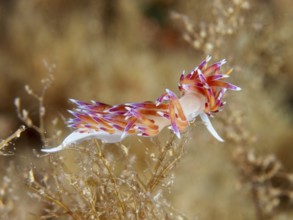 A bright purple-orange nudibranch, migratory thread snail (Cratena peregrina), moving through algae