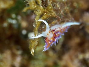 Colourful sea snail with delicate antennae, migratory thread snail (Cratena peregrina), on an