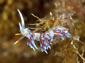 White nudibranch with orange and purple accents, wandering thread snail (Cratena peregrina), in an