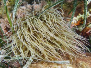 Blonde sea anemone with long tentacles, wax rose (Anemonia sulcata), in the Mediterranean Sea near