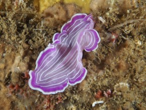 Pink striped flat marine worm, Variable Flatworm (Prostheceraeus giesbrechtii), on the seabed in