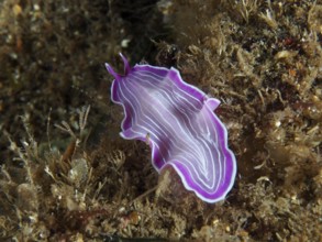 Pink striped marine flatworm, variable flatworm (Prostheceraeus giesbrechtii), on an algae-rich