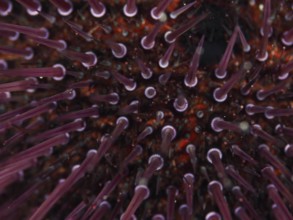 Close-up of a Sphaerechinus granularis (Sphaerechinus granularis) with numerous spines in the