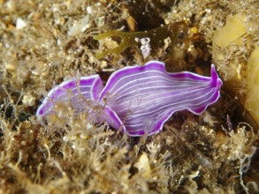 Purple striped marine flatworm, variable flatworm (Prostheceraeus giesbrechtii), on the seabed