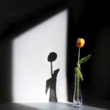 Light and shadow with a tulip, Unterallgäu, Bavaria