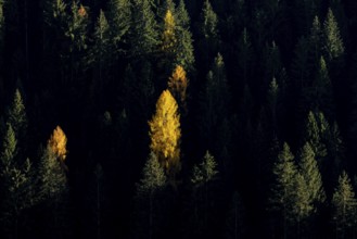 Autumnal larches in bright colours, Val Martello, Val Venosta, Italy