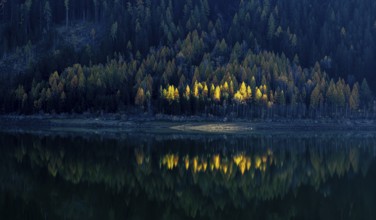 Autumnal larches in bright colours, Lake Zufrittsee, Val Martello, Val Venosta, Italy