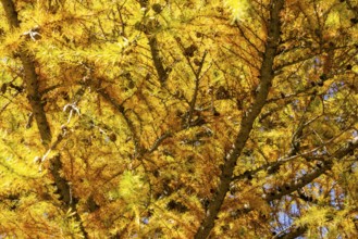 Autumnal larches in bright colours, Salten, Vinschgau, Italy