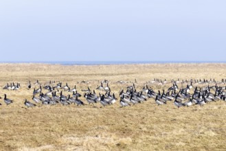 Geese gather by the sea, North Sea, Keitum, Sylt, Schleswig-Holstein