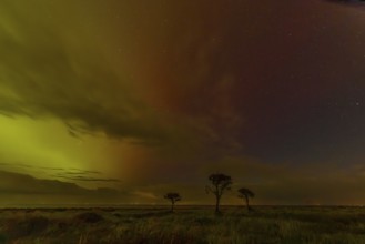 Northern lights with three trees at the North Sea, Munkmarsch, Sylt, Schleswig-Holstein