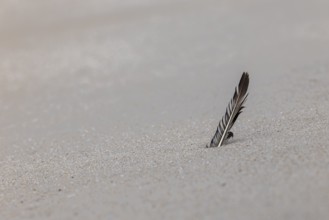 Feather on the beach, Wennigstedt-Braderup, North Sea, Sylt, Schleswig-Holstein
