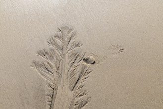 Water marks in the beach, elbow, North Sea, List, Schleswig-Holstein