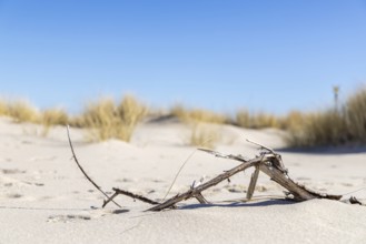 Flotsam and jetsam, broken branch, North Sea, elbow, List, Schleswig-Holstein