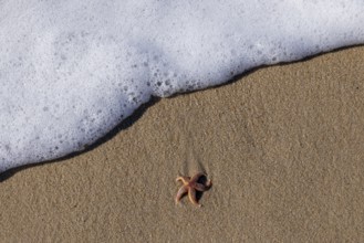 Starfish on the beach, Wenningstedt-Braderup, North Sea, Schleswig-Holstein