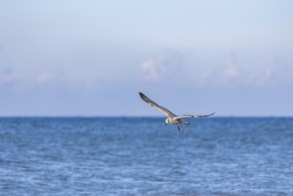 Seagull in flight by the sea, North Sea, Westerland, Sylt, Schleswig-Holstein
