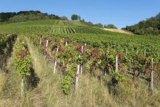 Sunny vineyard with vines on a hill and bright sky in the background, infested with diseases, near