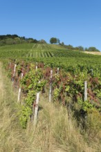 A sunny vineyard on a hill with green and partly red vines under a clear blue sky, infested with