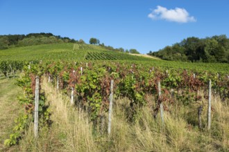 Rows of vines on a sunny hill under a bright blue sky, infested with disease, near Korb near