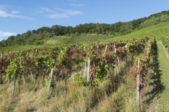 A disease-infested vineyard stretches over hills with a blue sky in the background, near Korb near