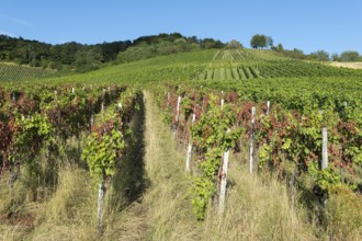 Vineyard with green and partly red vines on a sunny slope under a clear sky, infested with