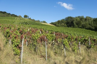 Vines stretch up the hill, lined with trees, under a clear sky, infested with disease, near Korb