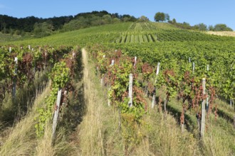 Sunny vineyard with green and partly red vines, extends over an overgrown hill, infested with
