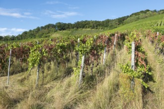 A vineyard full of vines surrounded by grass with a forest in the background, infested with