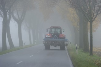 Tractor driving with poor lighting in an avenue of maple trees, dense morning fog, poor visibility,