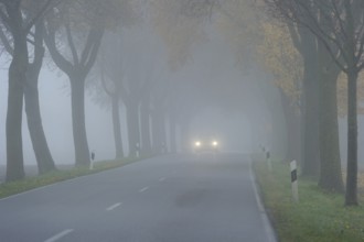 Car driving with good lighting in avenue of maple trees, dense morning fog, poor visibility,