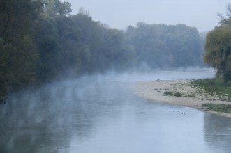 River Isar in the morning mist shortly in front of sunrise, ducks swimming in the water in front of