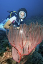Diver looking at illuminated red comb coral (Ctenocella pectinata), Andaman Sea, Indian Ocean,
