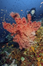 Diver looking at giant knotted fan (Melithaea ochracea) in colourful vibrant intact tropical coral