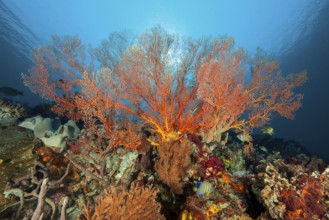 Horn coral (Melithaea) with red branches grows in lively intact colourful tropical coral reef