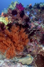Black coral (Antipathes dichotoma) growing at the foot of a colourful coral block, blue spotted