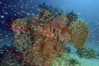 Colourful intact coral reef in front large coloured coral block with different species of horn
