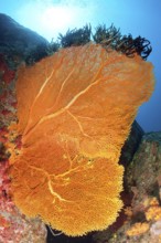 Backlit photograph of large horn coral (Annella mollis) fan coral Giant fan growing towards the