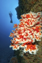 Diver looking at illuminated colony of Tree coral (Dendrophyllia ramea) growing on cliff face of